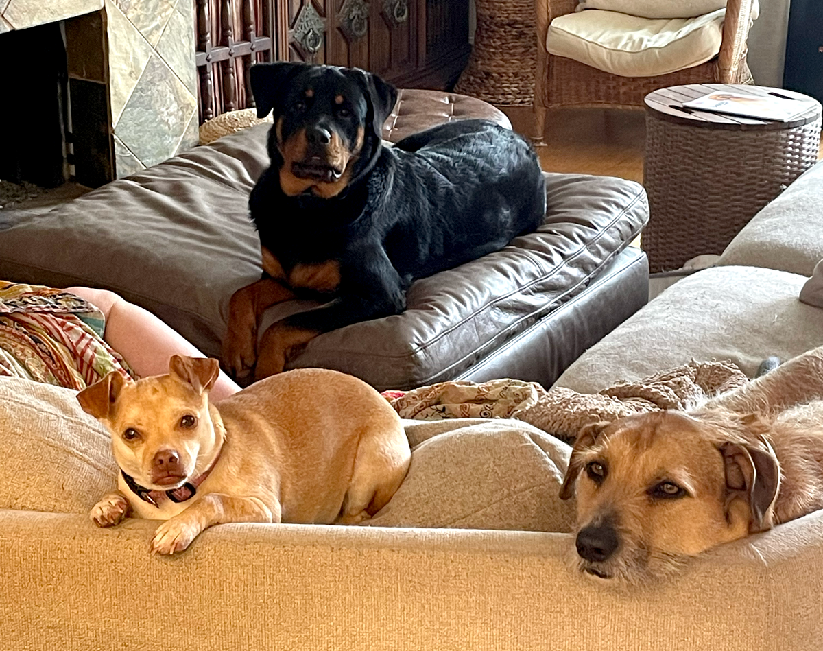 family pets